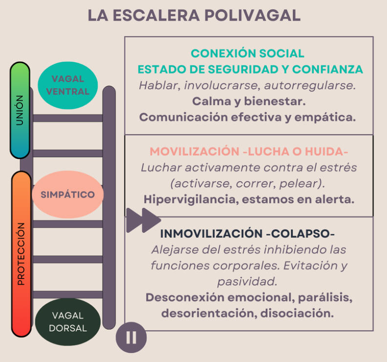 escalera polivagal